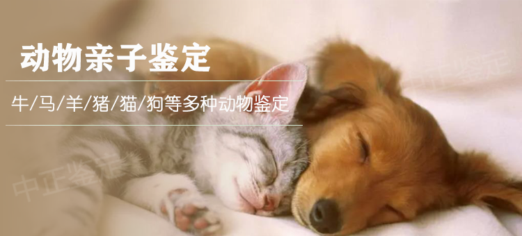 嘉兴动物鉴定